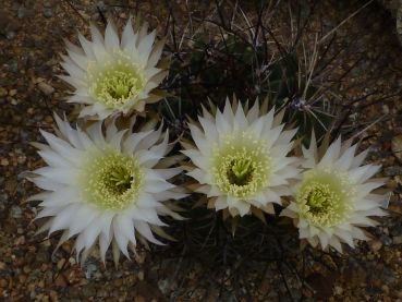 Preview: Lobivia ferox v. longispina P71